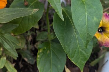 Anyone know what type of pepper is growing in my flower pot forgot what I planet