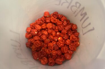 Be jealous, the one time I can show off!! 7pot Primo Peppers!!