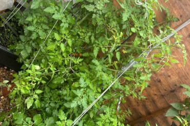 So many tomatoes, I don’t know what to do