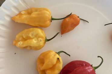 White spots on ripe chillies - issue ID