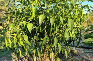 Identification please