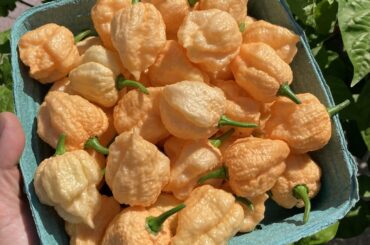 Some of today's harvest (Peach Moruga, Dragon's Breath, Peach 7 Pot)