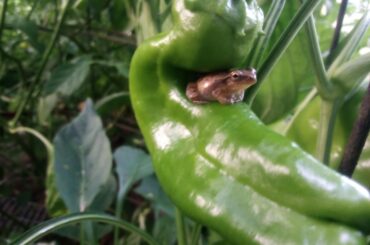 Giant Marconi has a friend.