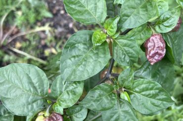 Anyone know what these guys are and if they are ready to be picked very new to this