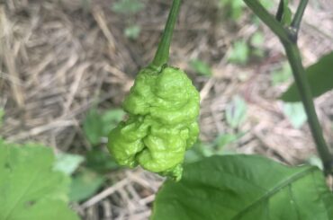 Soon I’ll cry, it’ll be awesome.