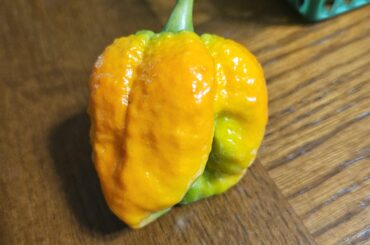 Trinidad Moruga Scorpion