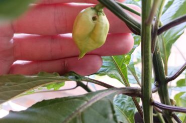 Pluck it or keep it?