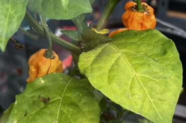 Will they go red? Been this colour for over a week