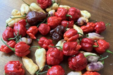 My Current Pepper Stash