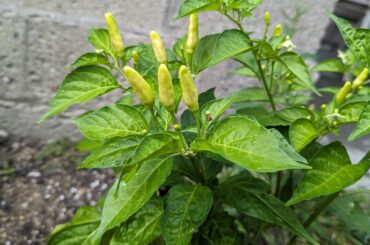 When to harvest and what to do with these Tabasco
