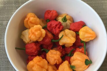 Harvest time for dragon’s breath and peach starrkist