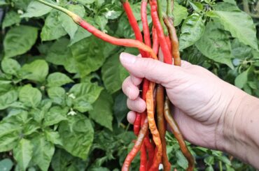 Thunder mountain longhorn peppers