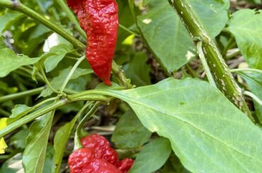 Leviathan Scorpion Chilis