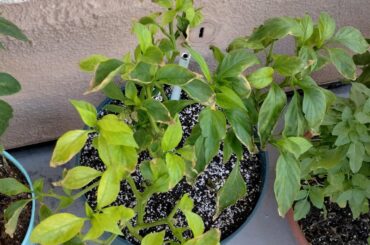 Jalapeno help