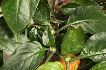 What’s wrong with my habanero plants?