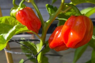 Finally my peppers are getting ready