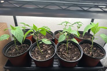 Need some guidance / clarification on