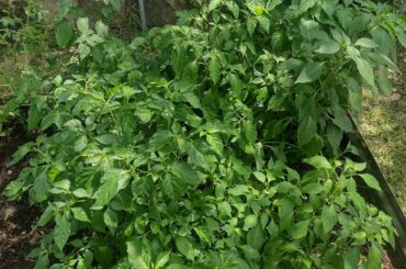 Our First Pepper Garden
