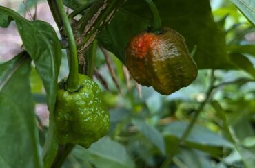 Reaper is almost there