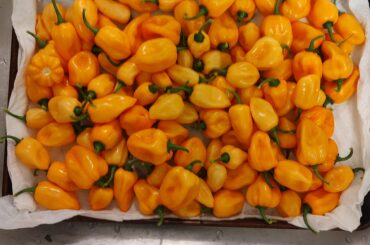 Habanerossss