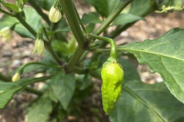 How long of a season do superhots (like this Ghost) need?