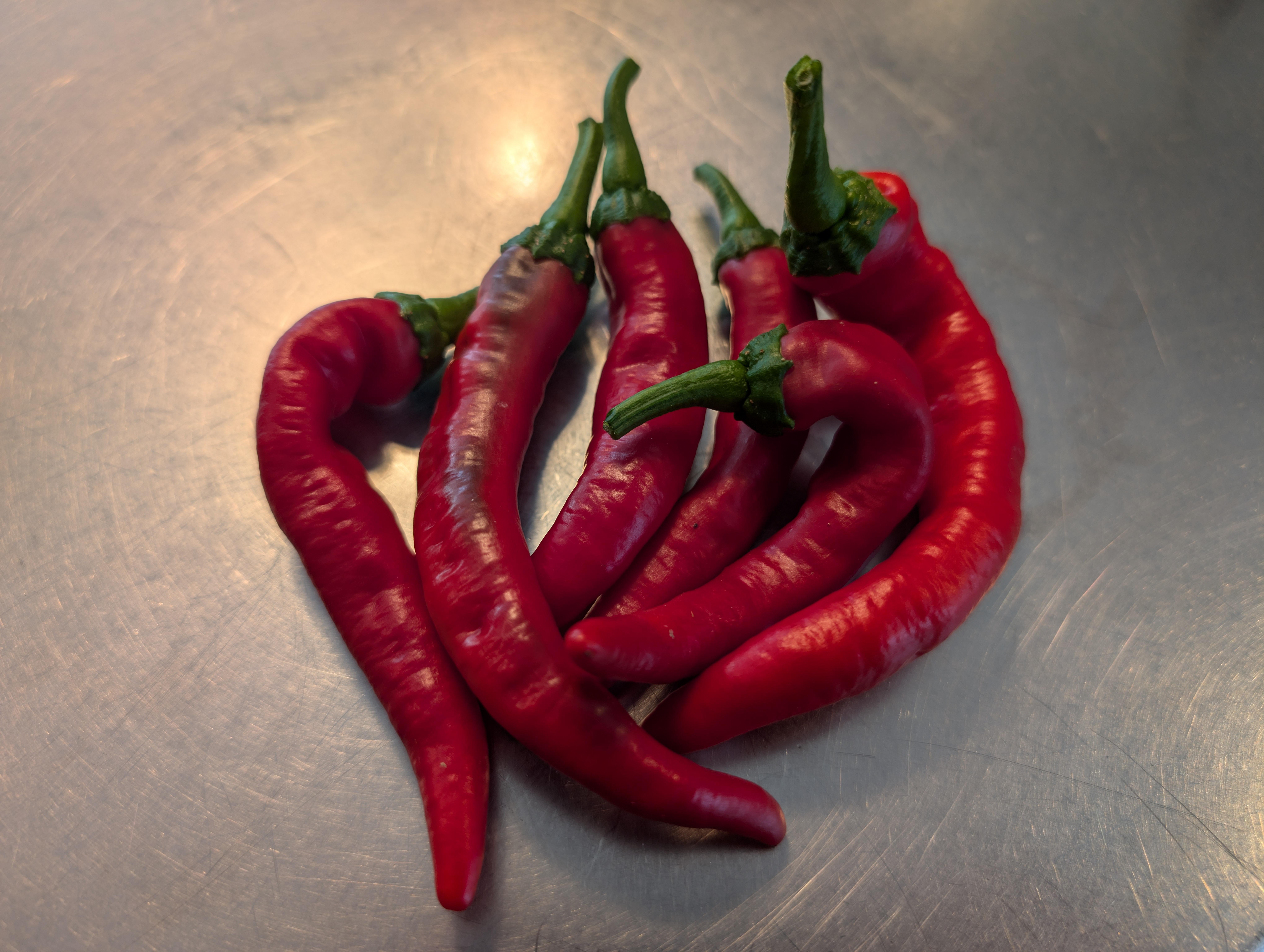 Harvested Some Cowhorns