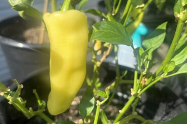 Hungarian Wax or Banana?