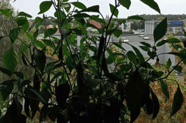 My pepper plant has lost all of its leaves and all the peppers fell out (Except for one)