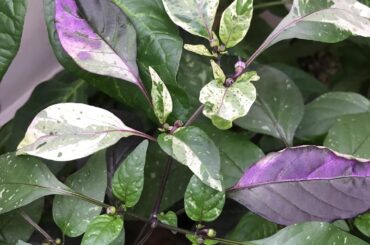 Black Hungarian x Black Pearl (Variegated Phenotype) F2