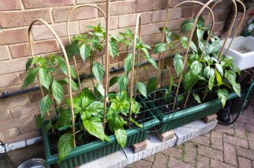One of my Chilli plants is wilting :(