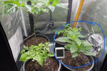 Is this actually a habanero?