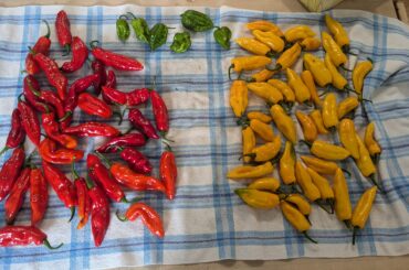 My first super hot harvest