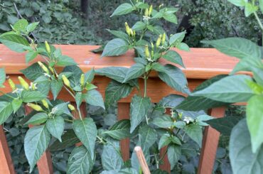 Does anyone know what these are?