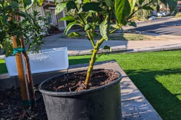 Why are my jalapenos so small and ripe so fast?