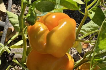 Golden Bell sweet peppers grown in aerated clay soil with chicken manure