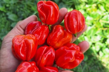 Trinidad Moruga Red's