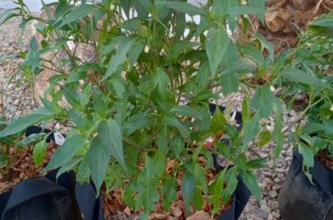 All these open flowers on my long slim cayenne after so long I'm so happy