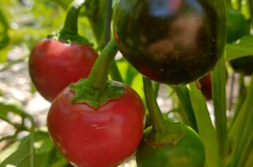Pepper ID? Supposed to be giant marconi.
