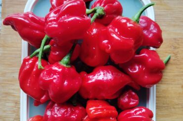 First harvest of 2024