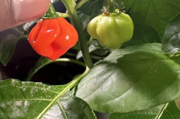 Why is my habaneros so small and yes they have seeds