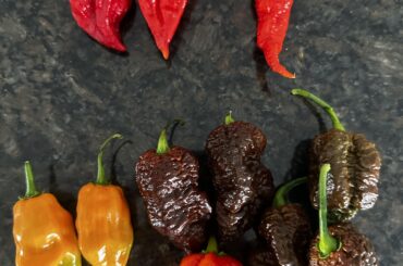 First decent harvest