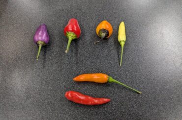 Someone brought these unlabeled into the office