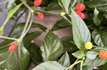 What kind of peppers are these?