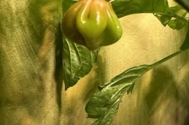 Need help ID my pepper