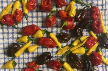 Naga, Aji Lemon, Bishop, Chocolate Habanero and Yellow Biquinho