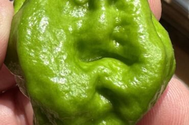 My Grumpy Old Man Ghost Pepper