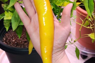 Loving my mystery pepper