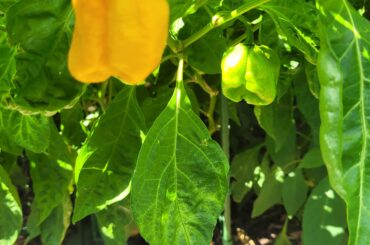 Need help. Not sure what super hot these are?