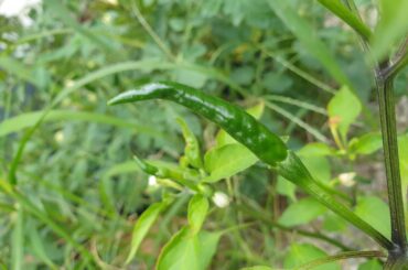 My peppers stay green!