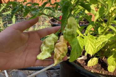 Todays my 14th birthday and I went down to the garden to see my JPGS ripening!